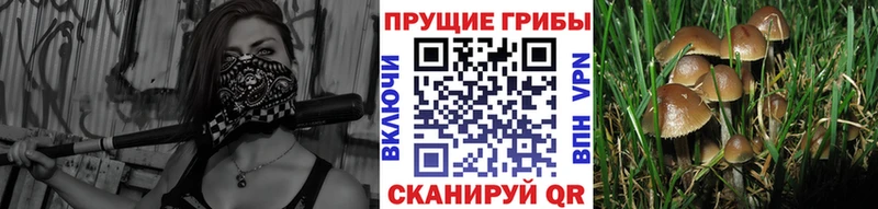 Галлюциногенные грибы Psilocybe блэк спрут ссылки Калач-на-Дону